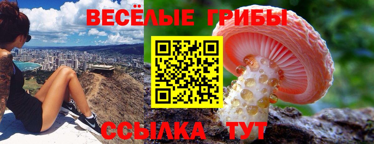 Псилоцибиновые грибы Psilocybine cubensis Кирово-Чепецк